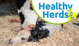 Cornwall: Johne's management - Profit through prevention